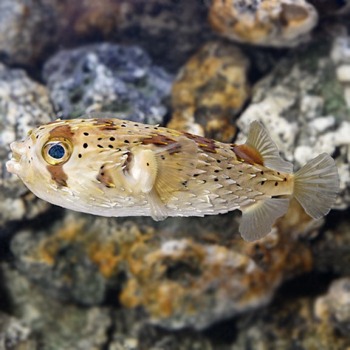 Spiny box shop puffer care